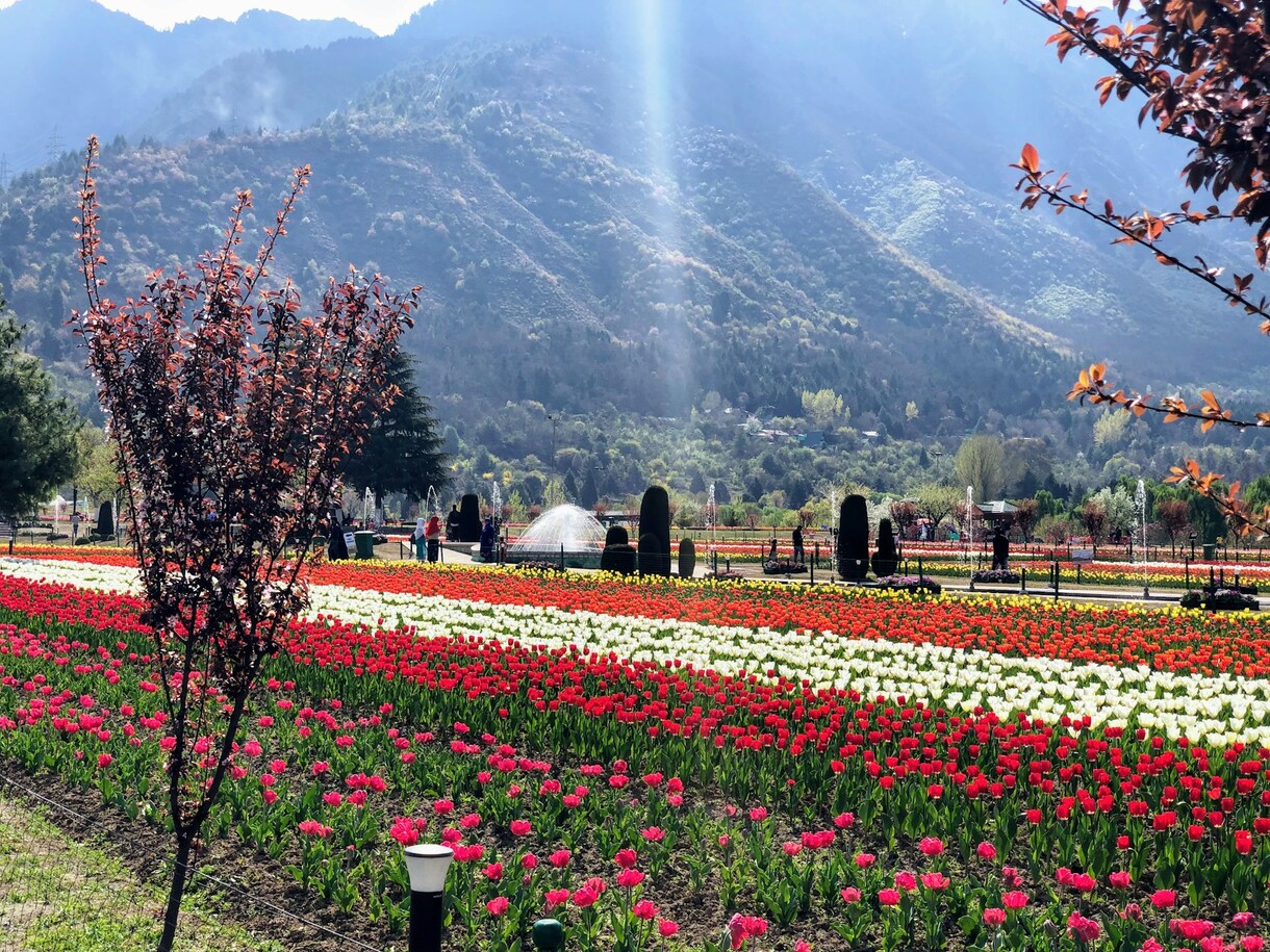 How to reach the tulip garden Srinagar, Kashmir tulip garden season, Best time to visit Kashmir tuli